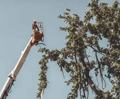 Tree trimming